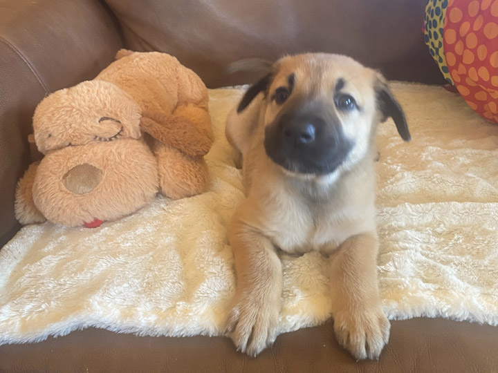 chinook puppy